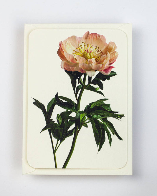 Peony Greeting Card | Birthday Card | Luxury Cards
