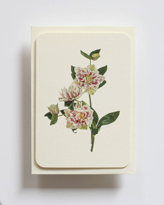 White Hellebore Greeting Card | Birthday Card | Luxury Cards