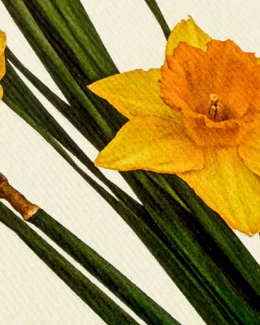 Posy of Daffodils Greeting Card | Birthday Card