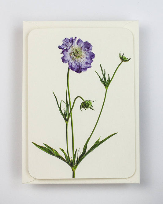 Scabiosa Greeting Card | Birthday Card | Luxury Cards