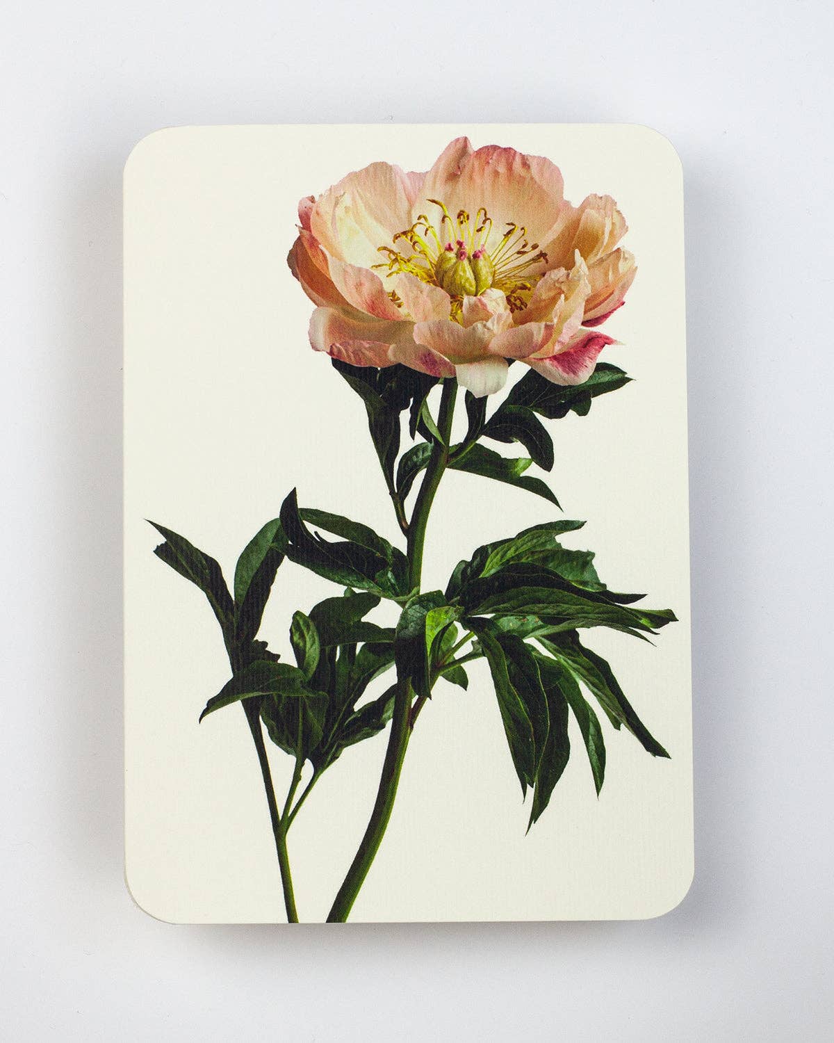 Peony Greeting Card | Birthday Card | Luxury Cards