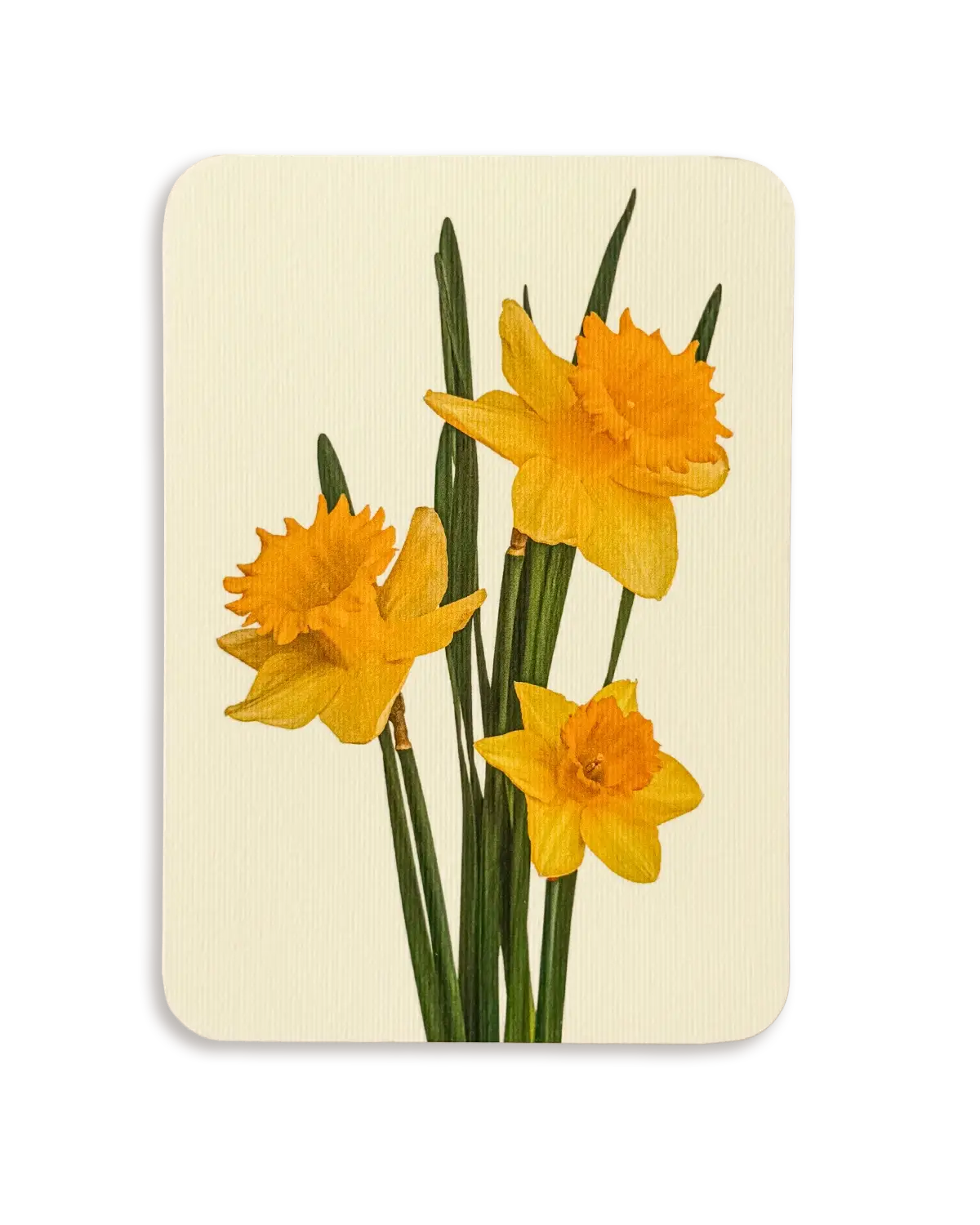 Posy of Daffodils Greeting Card | Birthday Card