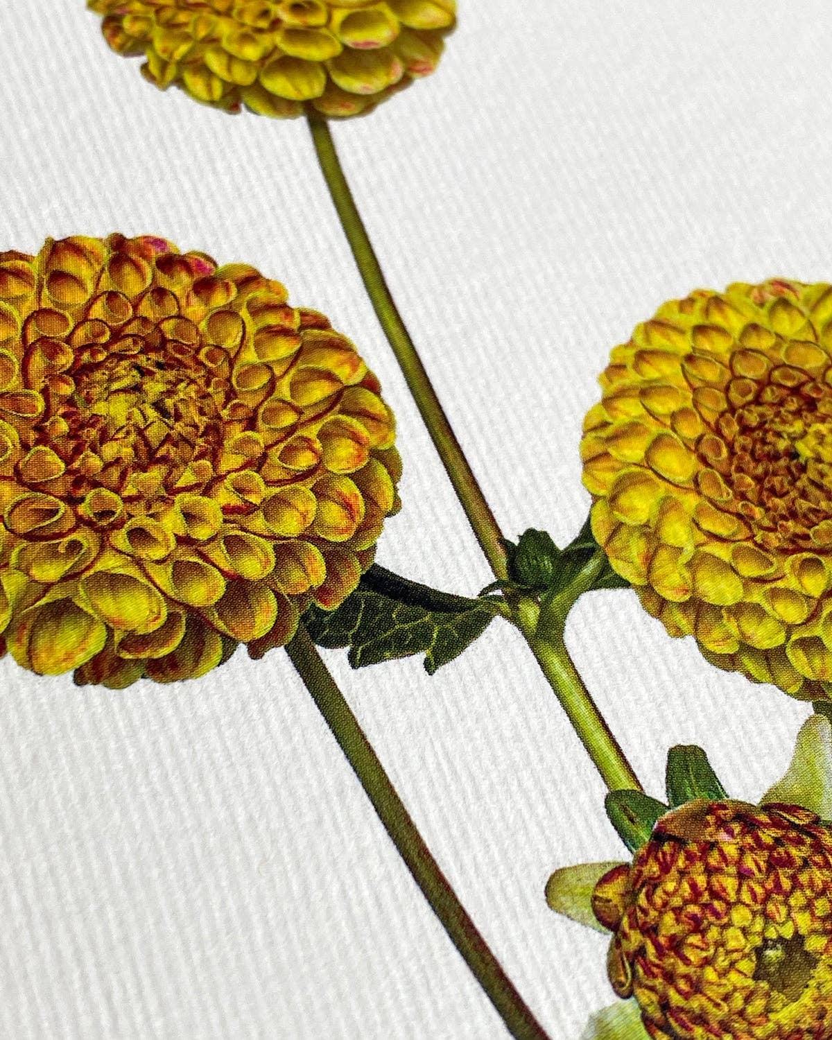 Dahlia Greeting Card | Birthday Card | Luxury Cards