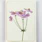 Anemone Greeting Card | Birthday Card | Luxury Cards