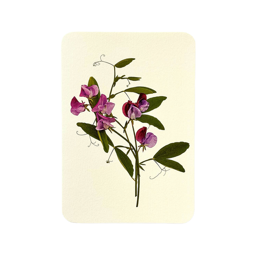 Violet Sweet Peas Greeting card | Birthday Card