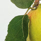 Bramley Apple Greeting Card | Birthday Card