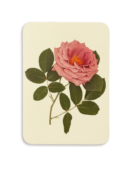 Mauve Rose Greeting Card | Birthday Card