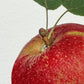Tydeman's Late Orange Apple Greeting Card | Birthday Card