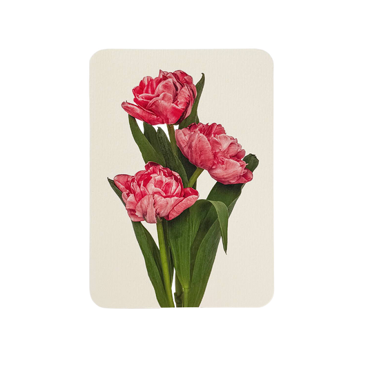 Pink Tulips Greeting Card | Birthday Card | Luxury Cards