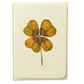 Four Leaf Clover Greeting Card | Birthday Card