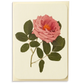 Mauve Rose Greeting Card | Birthday Card