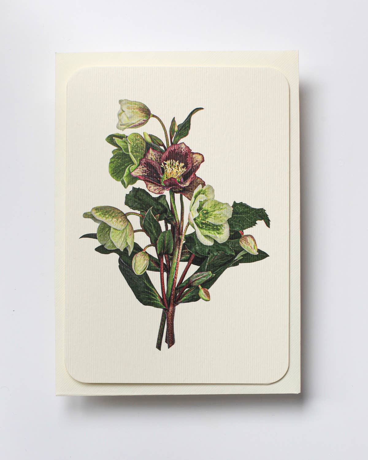 Posy of Hellebore Greeting Card | Birthday Card