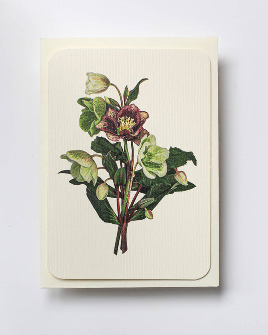 Posy of Hellebore Greeting Card | Birthday Card