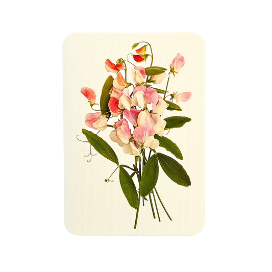 Pink Sweet Peas Greeting Card | Birthday Card | Luxury Cards