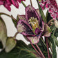 Posy of Hellebore & Scabiosa I Greeting Card | Birthday Card