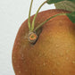 Egremont Russet Apple Greeting Card | Birthday Card