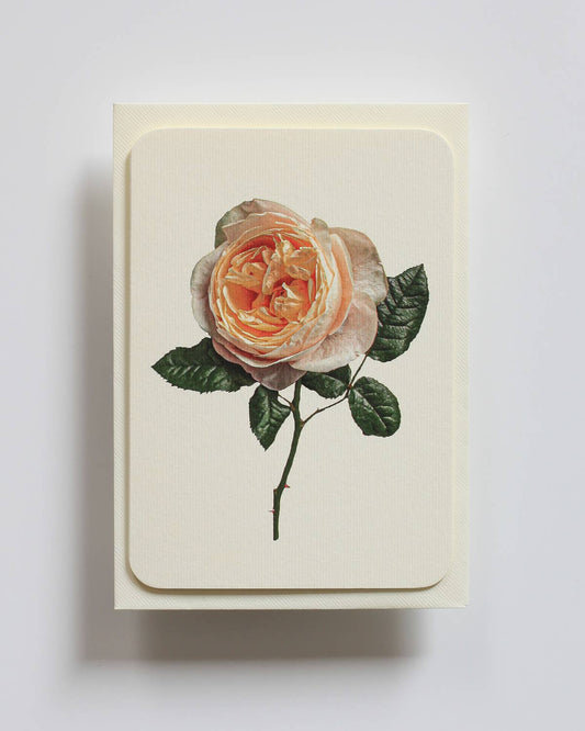 Soft Peach Rose Greeting Card | Birthday Card | Luxury Cards