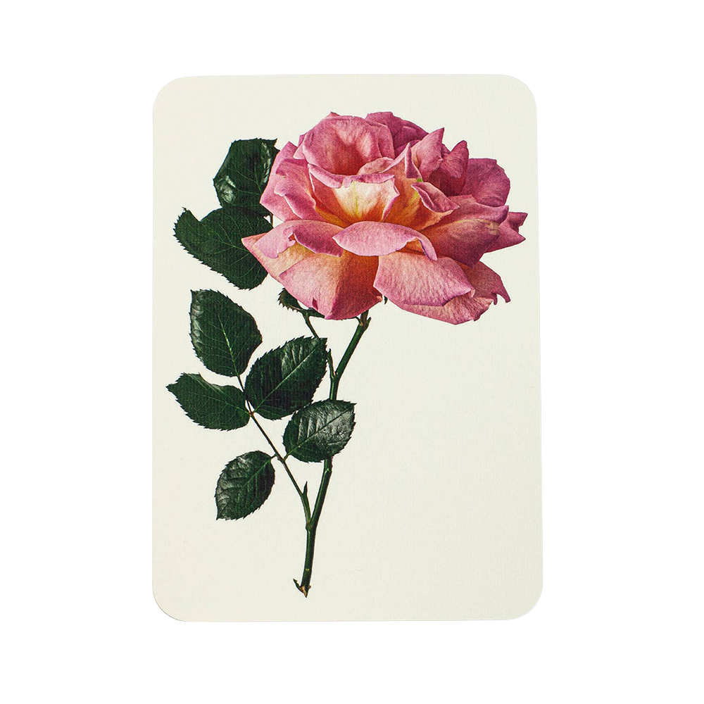 Pink Rose Greeting Card | Birthday Card | Luxury Cards