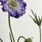 Scabiosa Greeting Card | Birthday Card | Luxury Cards