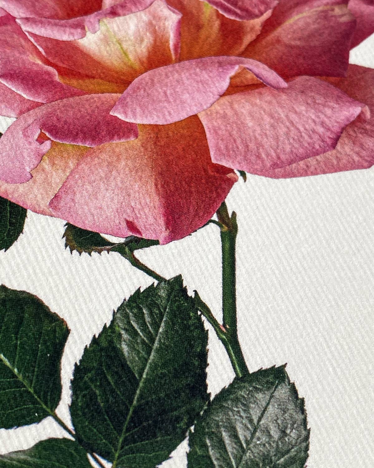 Pink Rose Greeting Card | Birthday Card | Luxury Cards