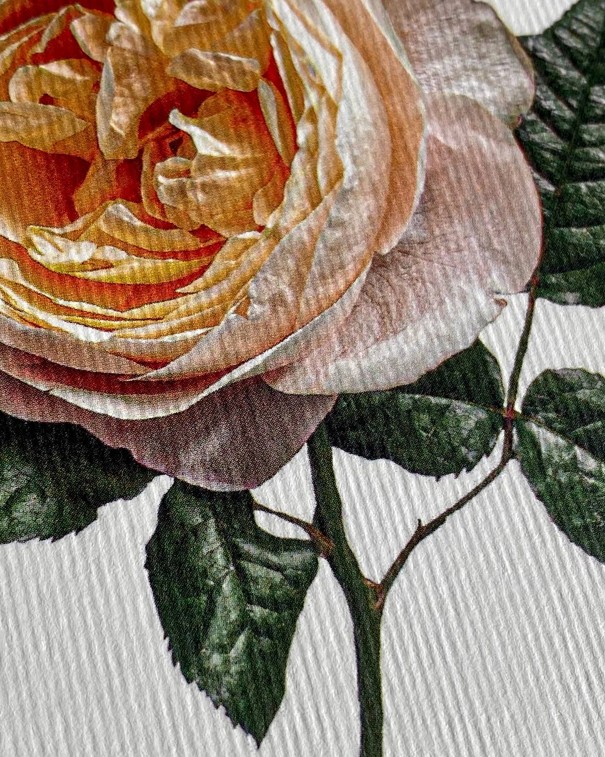 Soft Peach Rose Greeting Card | Birthday Card | Luxury Cards