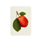 Cox's Orange Pippin Apple Greeting Card | Birthday Card