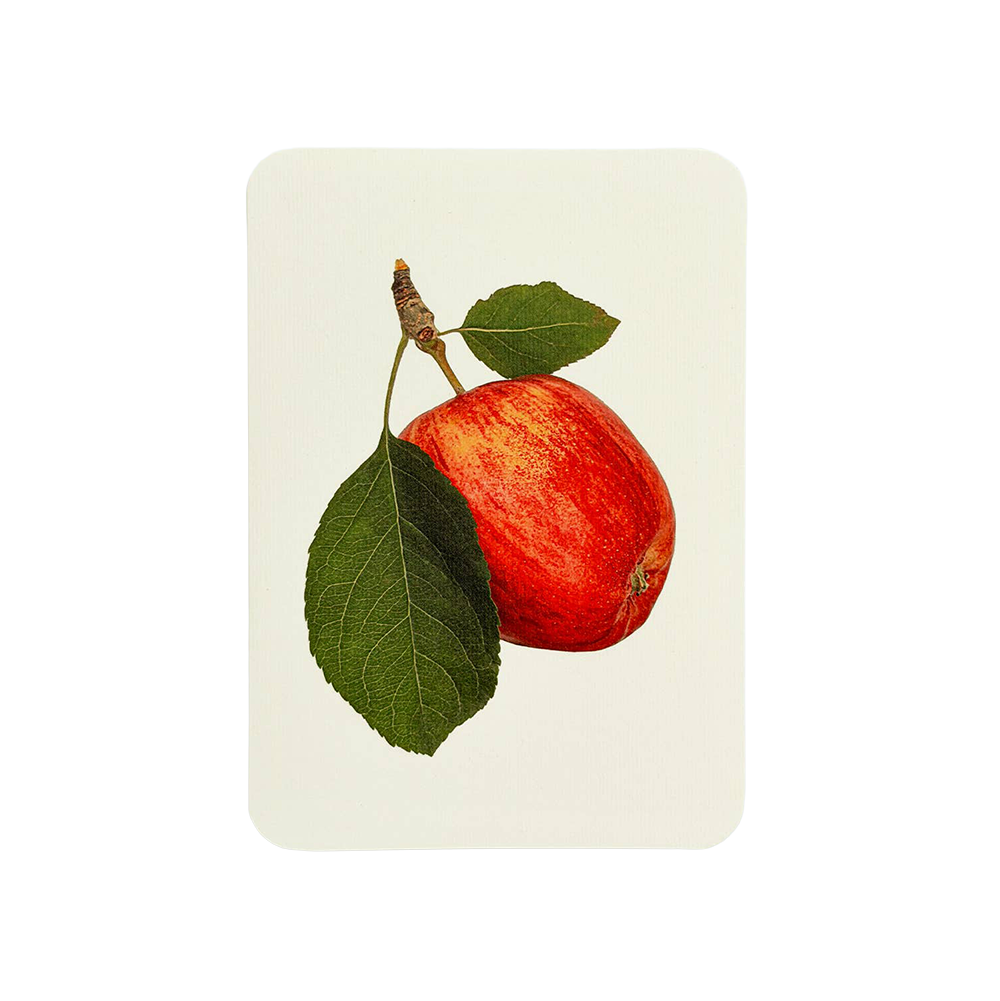 Cox's Orange Pippin Apple Greeting Card | Birthday Card