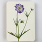 Scabiosa Greeting Card | Birthday Card | Luxury Cards