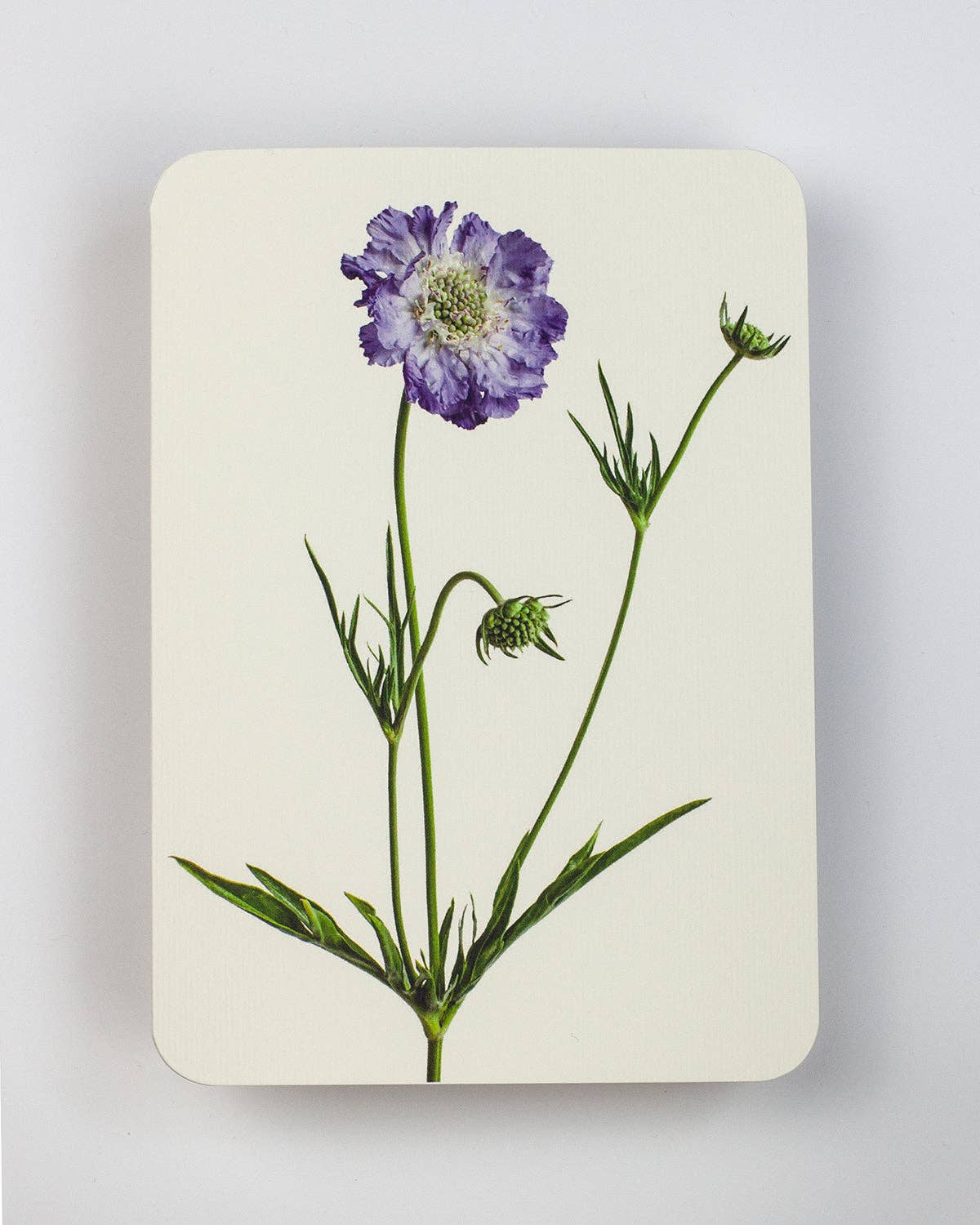 Scabiosa Greeting Card | Birthday Card | Luxury Cards