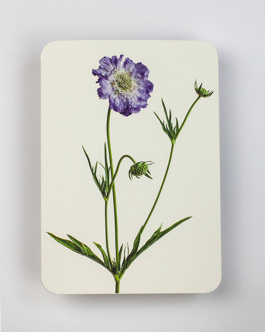 Scabiosa Greeting Card | Birthday Card | Luxury Cards