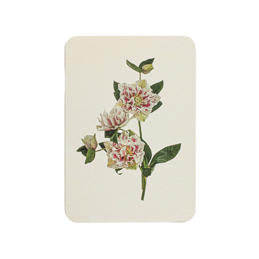 White Hellebore Greeting Card | Birthday Card | Luxury Cards