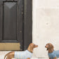 Leon resin dachshund sculpture styled as decor