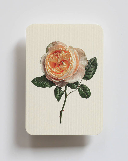 Soft Peach Rose Greeting Card | Birthday Card | Luxury Cards