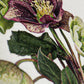 Posy of Hellebore Greeting Card | Birthday Card