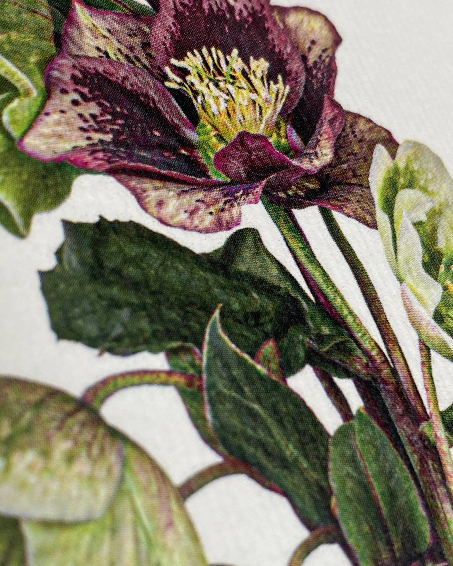 Posy of Hellebore Greeting Card | Birthday Card