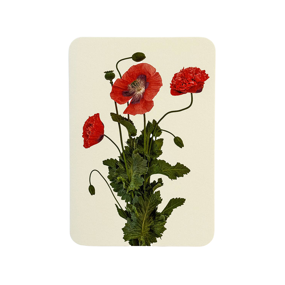 Wild Poppies Greeting Card | Birthday Card | Luxury Cards