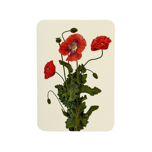 Wild Poppies Greeting Card | Birthday Card | Luxury Cards