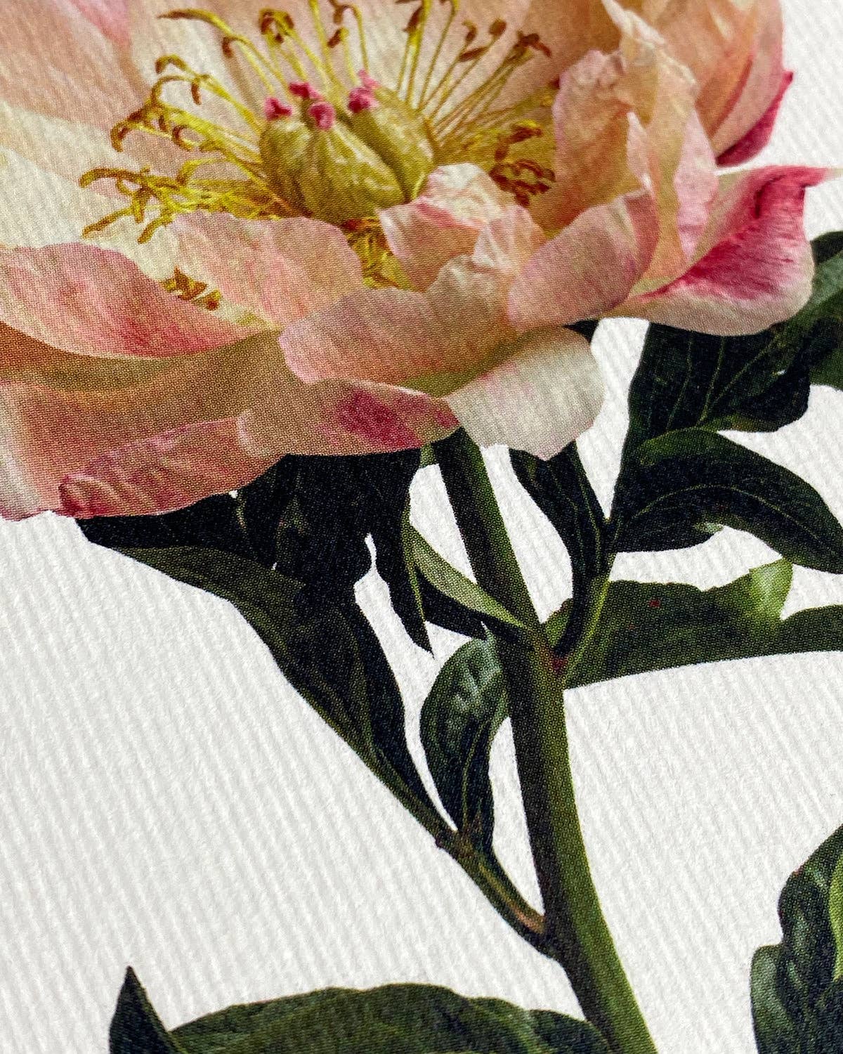 Peony Greeting Card | Birthday Card | Luxury Cards