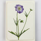 Scabiosa Greeting Card | Birthday Card | Luxury Cards